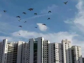 父过户子女房产，传承与责任的交织父过户子女房产